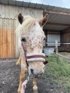 Photo d'une jument appelée Cheyenne