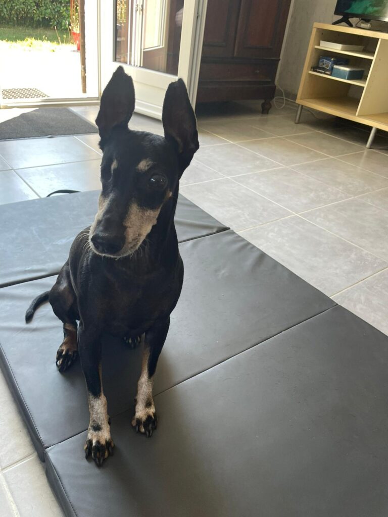 Consultation d'ostéopathie pour une chienne senior présentant une boiterie de l'antérieur en Gironde.